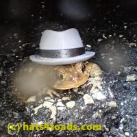 /home//u458753944/public_html/sourcegallery//Roxborough Toad Detour/2013-2019/2018/2018-04-28/P4280040.JPG